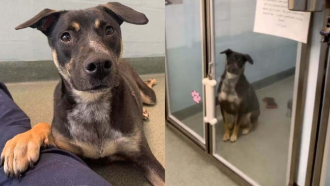 Cão 'invisível' com medo de humanos ganha ajuda para ser visto em abrigo