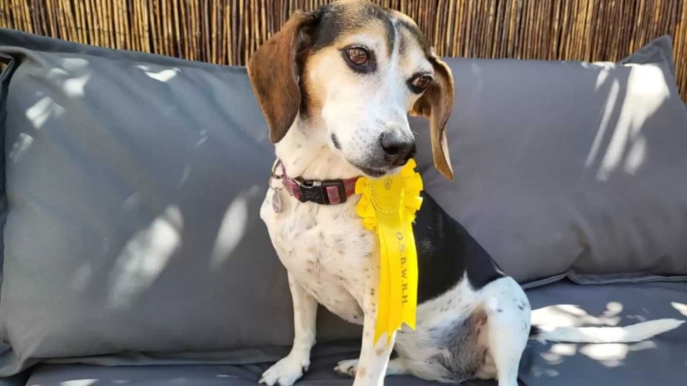 Cachorro com fita de premiação