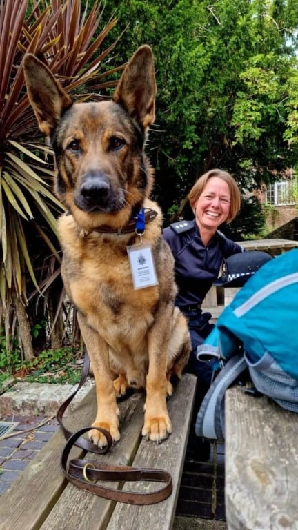Cão policial aposentado sai para uma caminhada e acaba salvando pessoa desaparecida