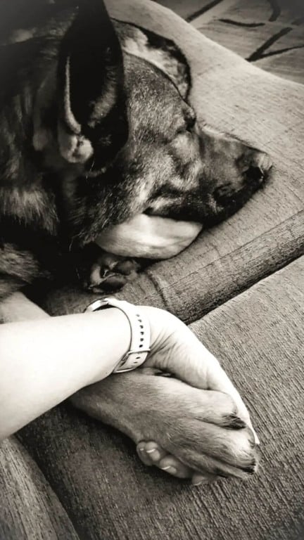 Cão policial aposentado sai para uma caminhada e acaba salvando pessoa desaparecida