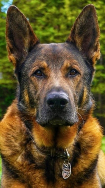 Cão policial aposentado sai para uma caminhada e acaba salvando pessoa desaparecida