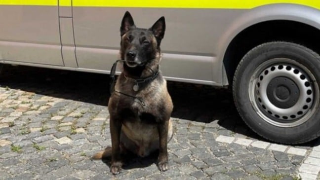 Cão policial segurando óculos