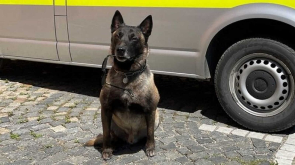 Cão policial segurando óculos