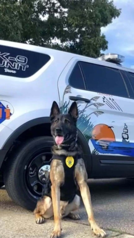 Cão policial se aposenta e recebe doce despedida da corporação