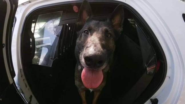 Cão policial se aposenta e recebe doce despedida da corporação