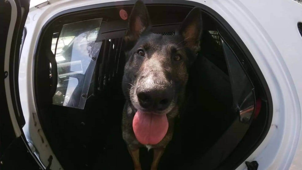 Cão policial se aposenta e recebe doce despedida da corporação