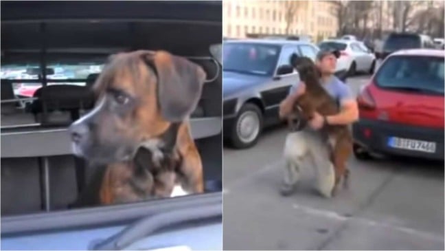 Cachorro reencontra tutor