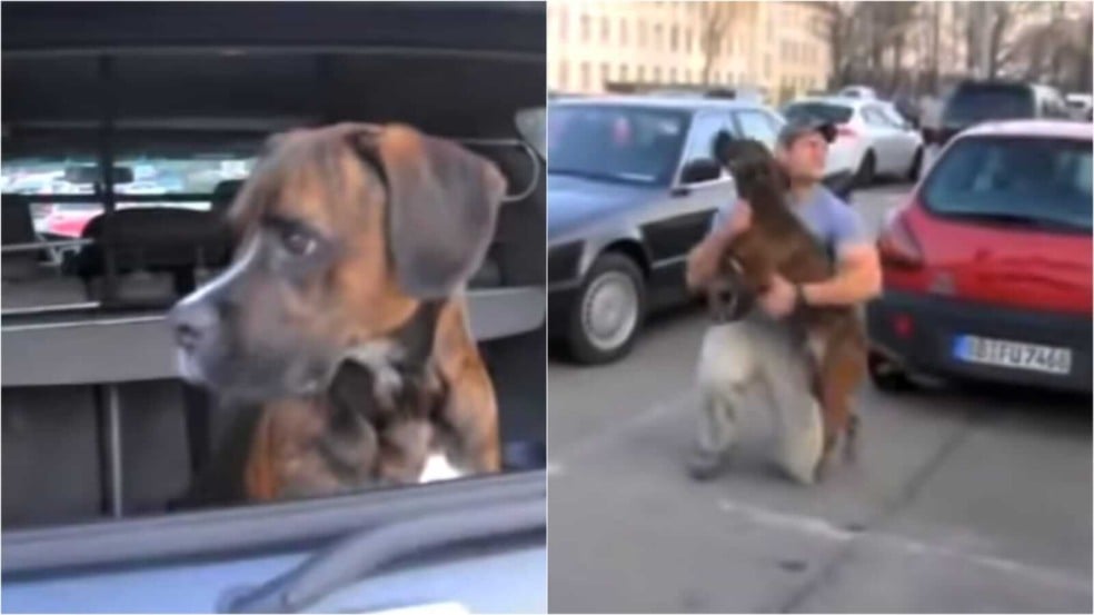 Cachorro reencontra tutor