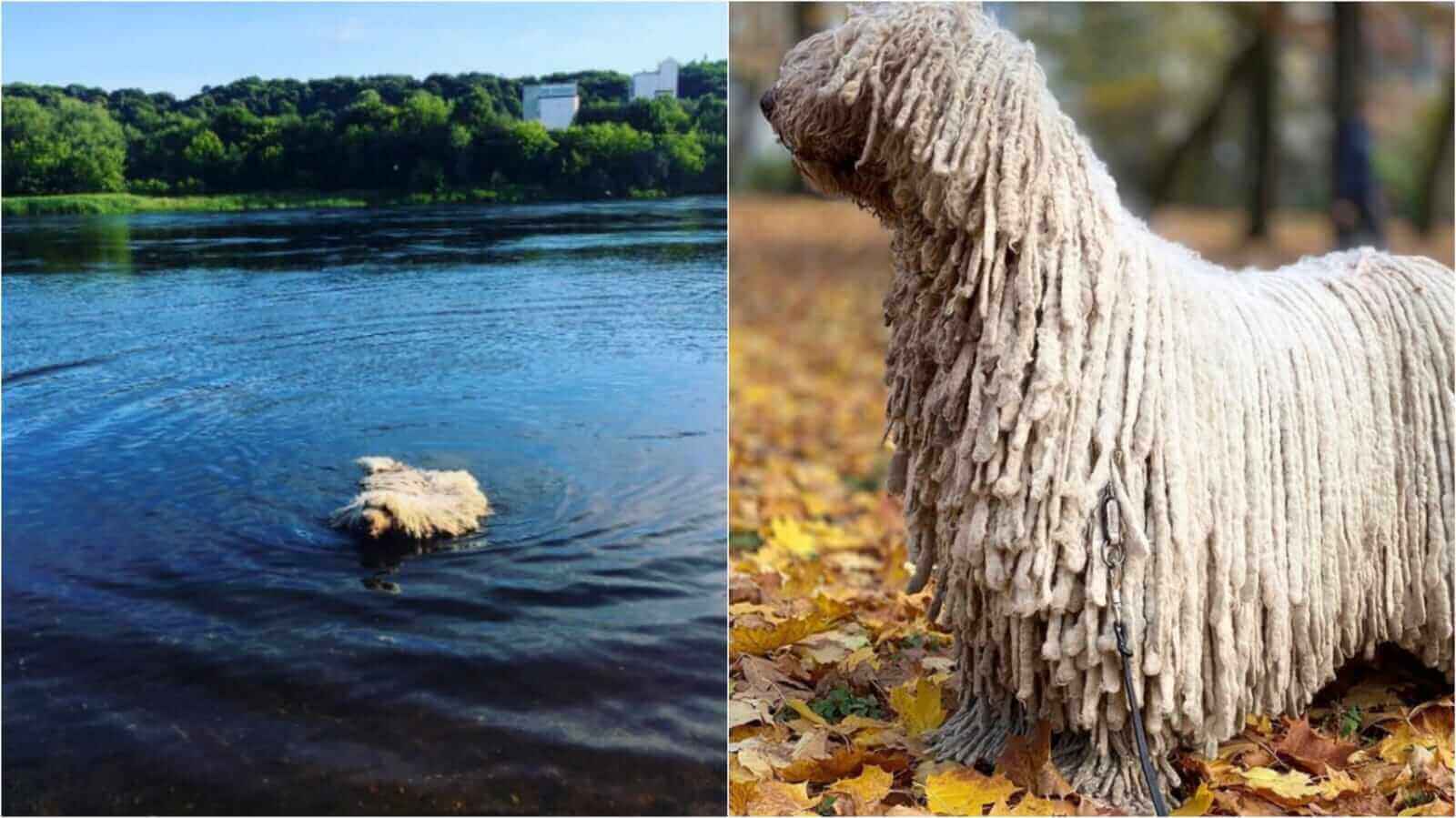Cachorro parece esfregão
