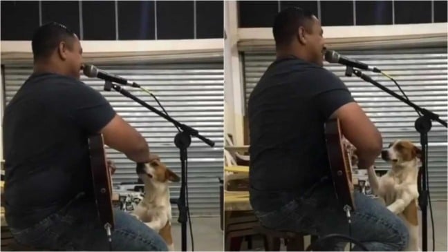 Cantor e cachorrinho