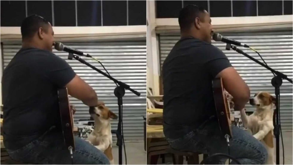 Cantor e cachorrinho Cantor e cachorrinho