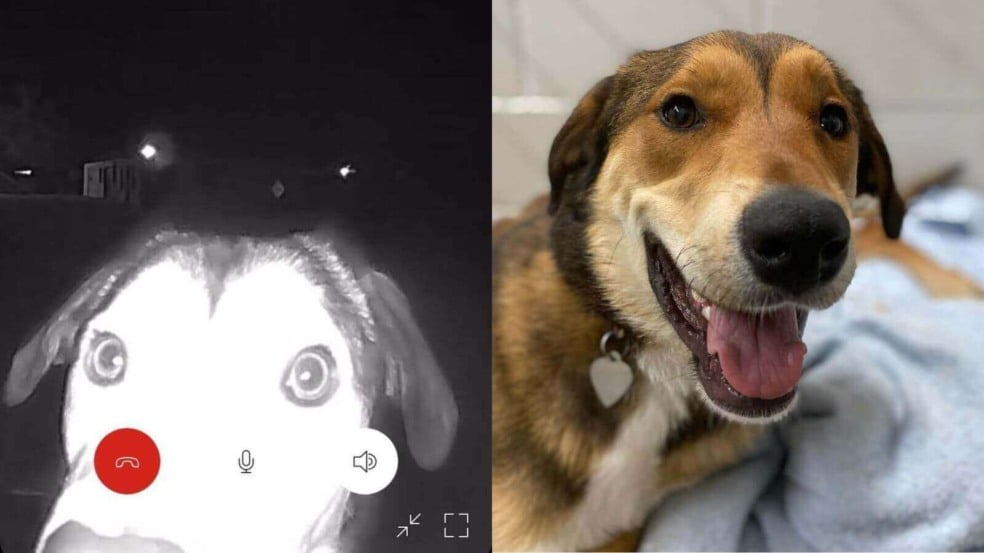 Cachorro toca campainha de abrigo