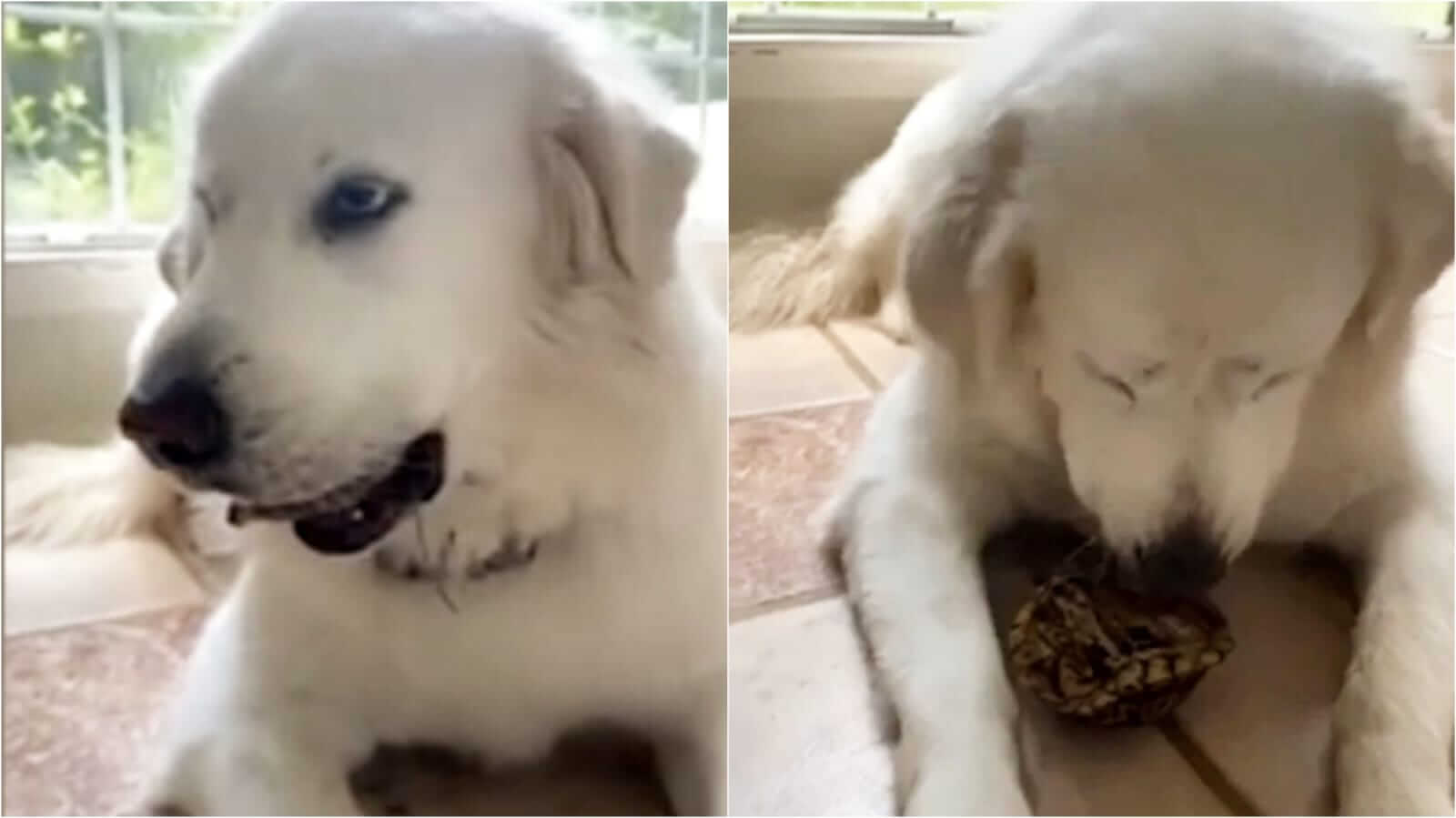 Cachorro com tartaruga