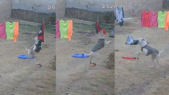 Cão arranca roupas de varal