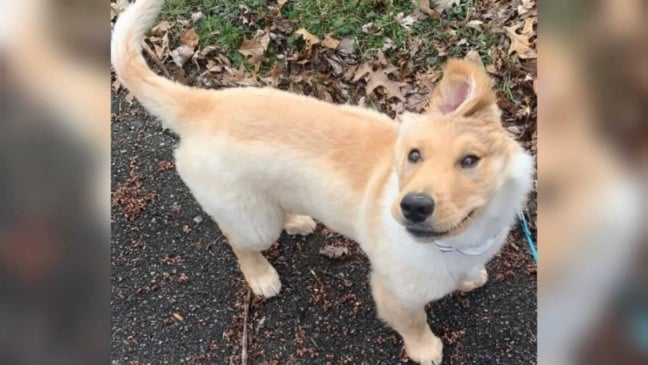 Cachorro com apenas uma orelha no topo da cabeça