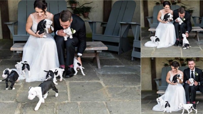 Noivos com filhotes de cachorro