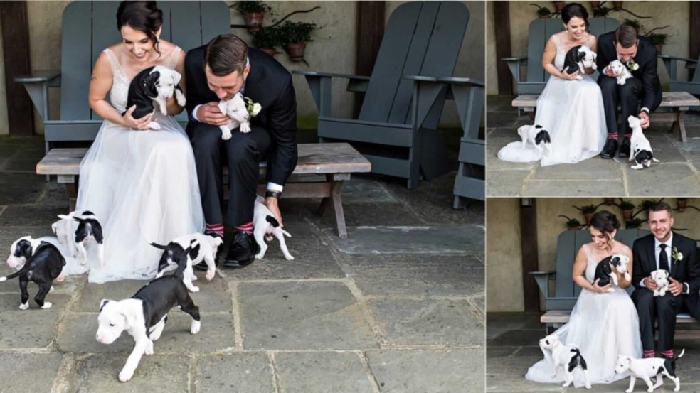 Noivos com filhotes de cachorro
