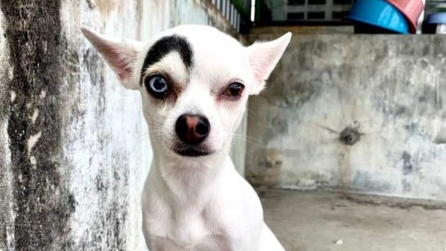 (Foto: Reprodução/portalamigocao)