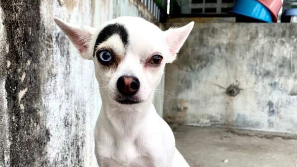 (Foto: Reprodução/portalamigocao)