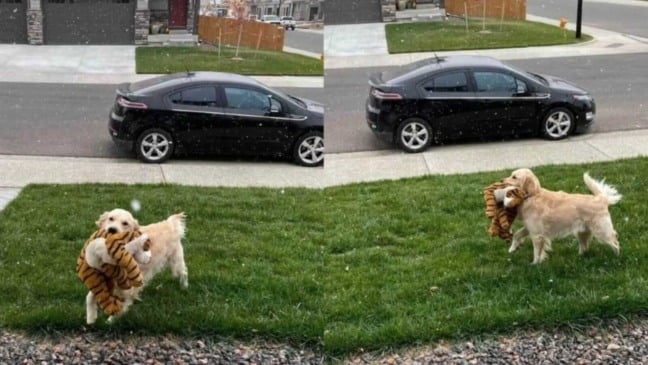 Cachorro com urso de pelúcia
