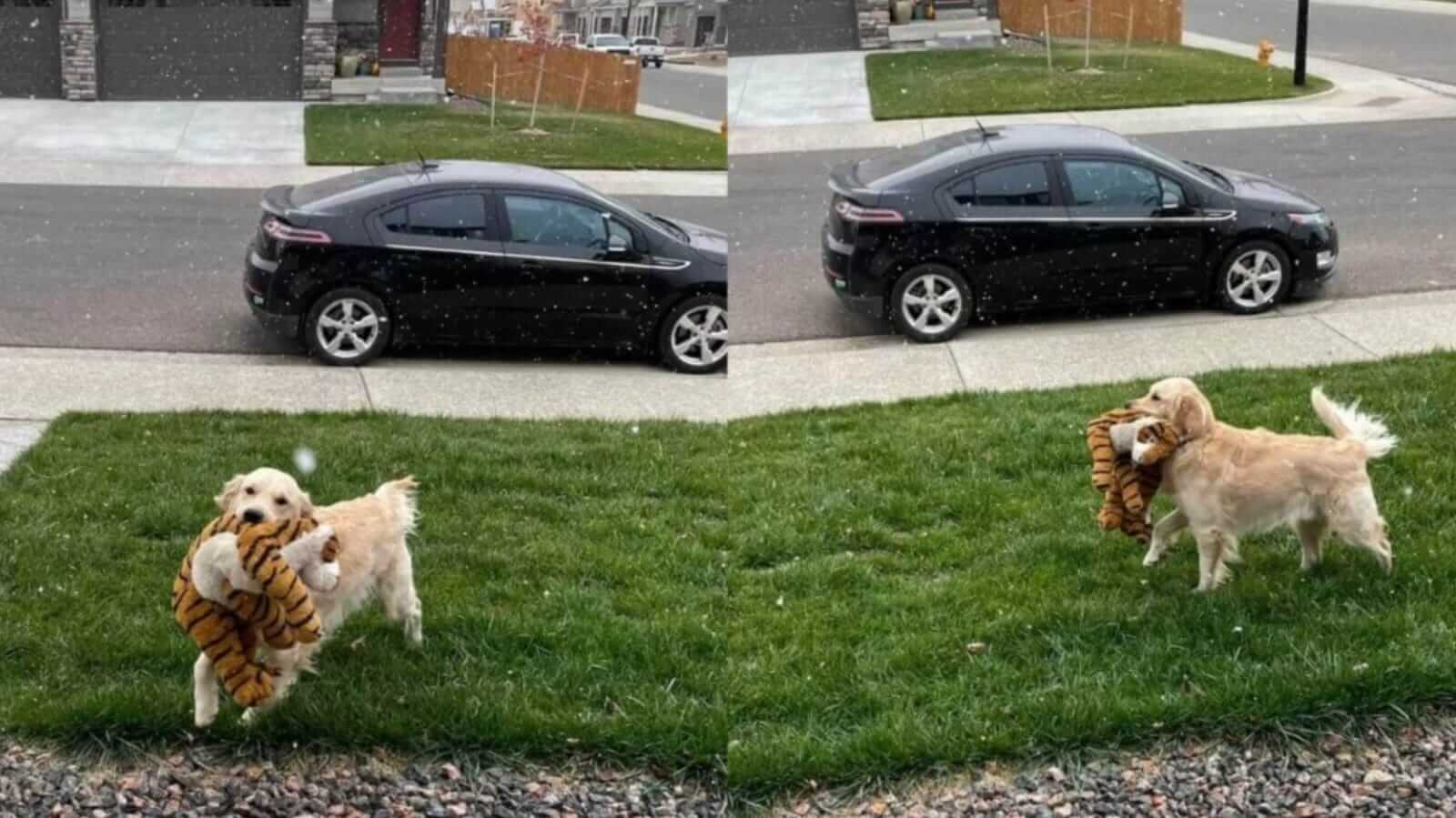Cachorro com urso de pelúcia