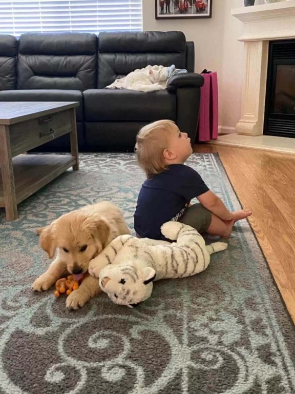 Cachorro com urso de pelúcia