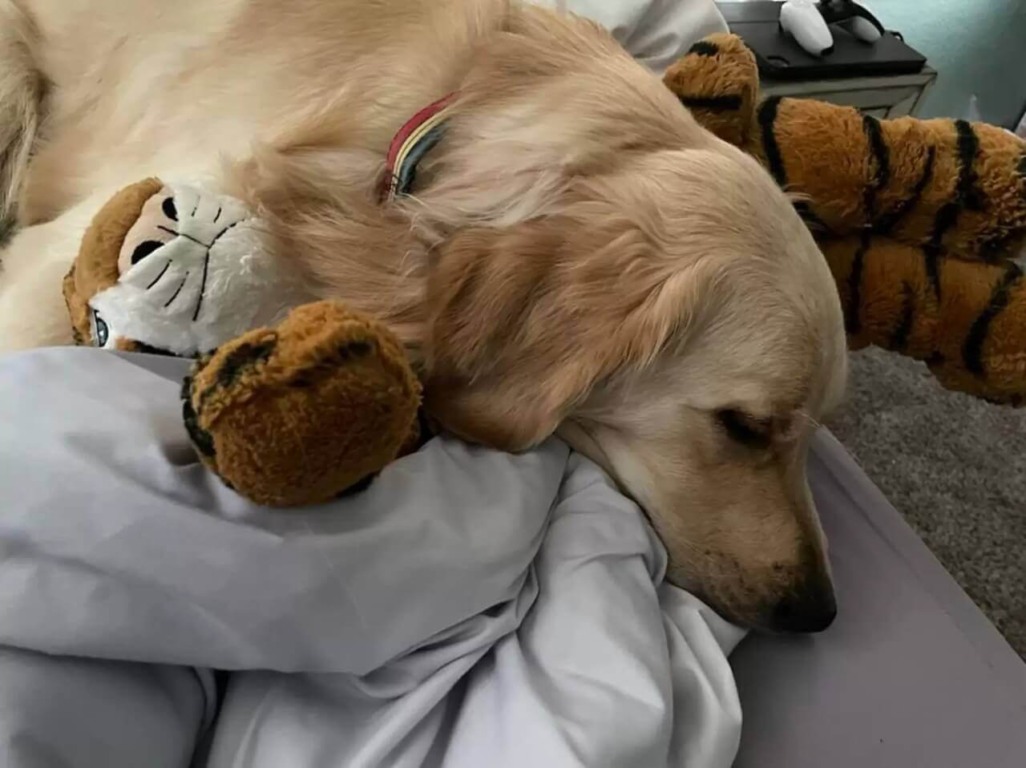 Cachorro com urso de pelúcia