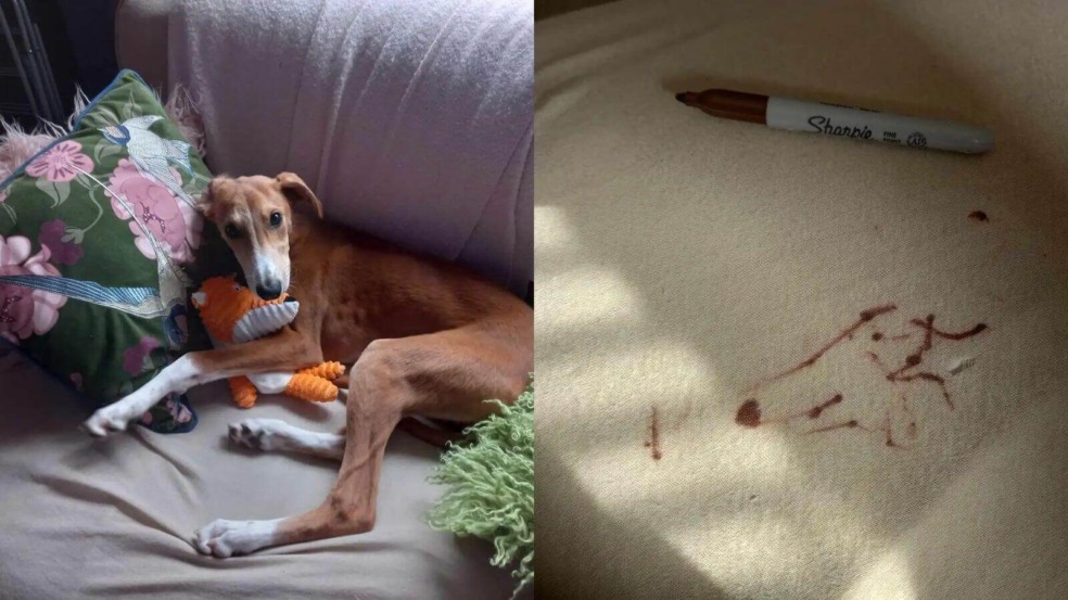 Foto: Reprodução/Flora Neilson/The Dodo Foto: Reprodução/Flora Neilson/The Dodo