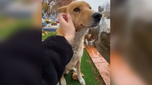 (Foto: Reprodução/TikTok)