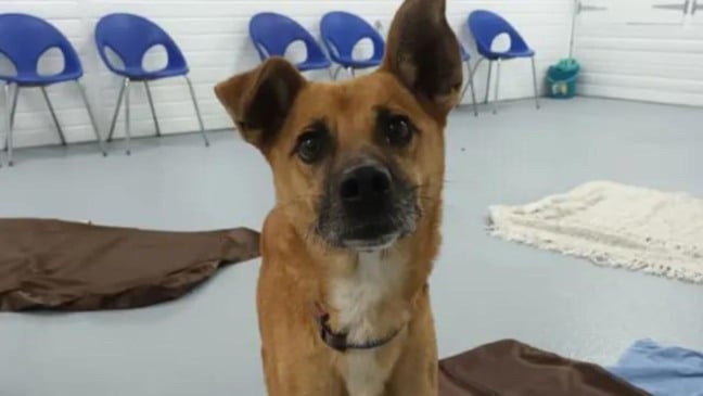 (Foto: Oakwood Dog Rescue)