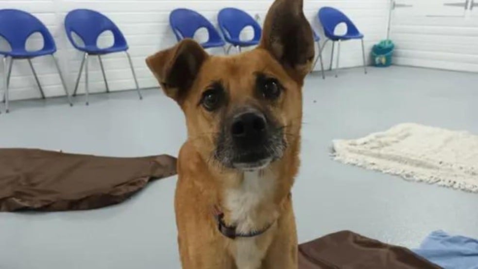 (Foto: Oakwood Dog Rescue)