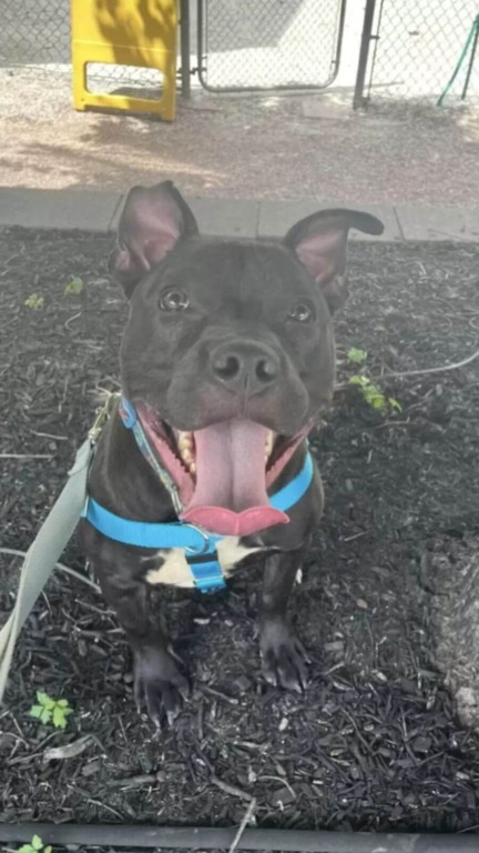 Cãozinho magricela tem transformação incrível após ser resgatado