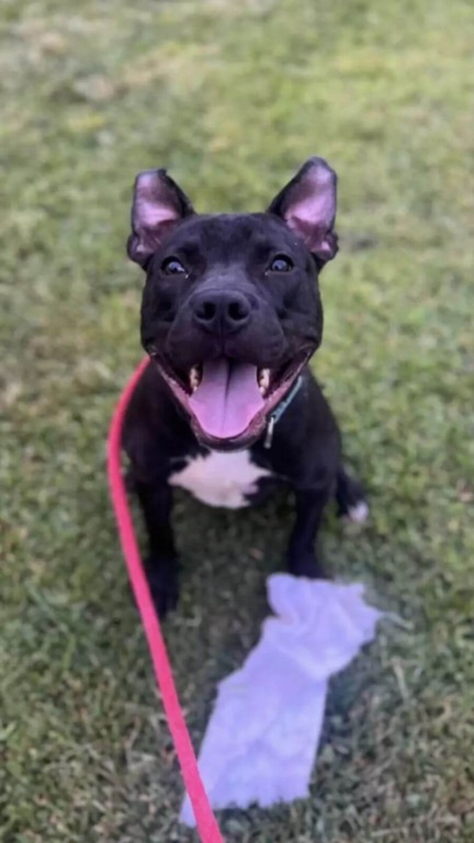 Cãozinho magricela tem transformação incrível após ser resgatado