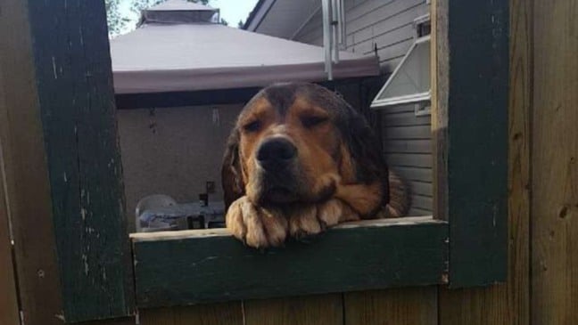 (Foto: Reprodução/portaldoanimal)