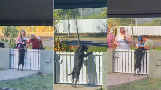 Cachorro ganhando carinho em portão