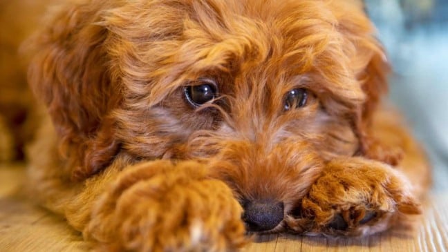 (Foto: Canva/Darren Baker)