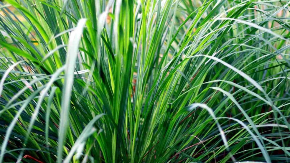 (Foto: JokoHarismoyo/Canva)