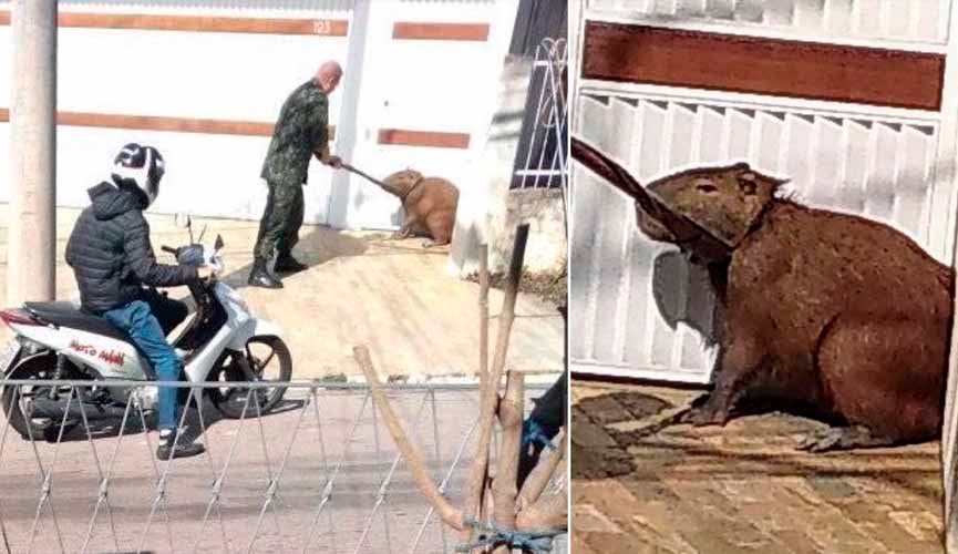 Capivara fujona dá rolê na Vila Rami e é confundida com cachorro grande
