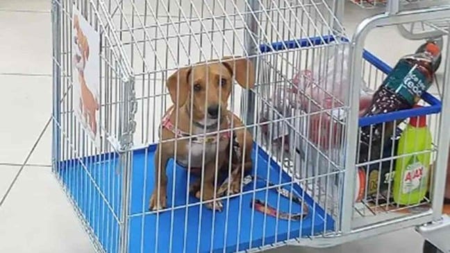 (Foto: Reprodução/Anda)