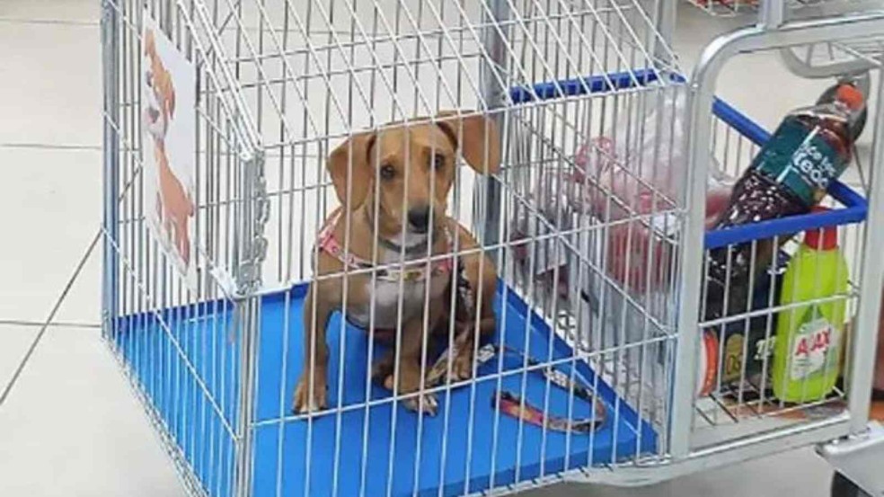 (Foto: Reprodução/Anda)