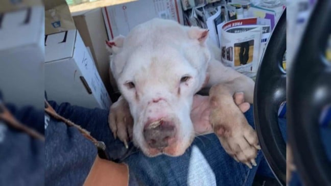 Cachorro em caminhão de correios