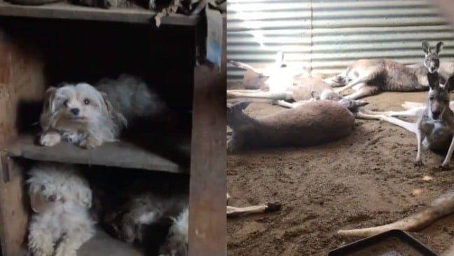 Cachorros e cangurus