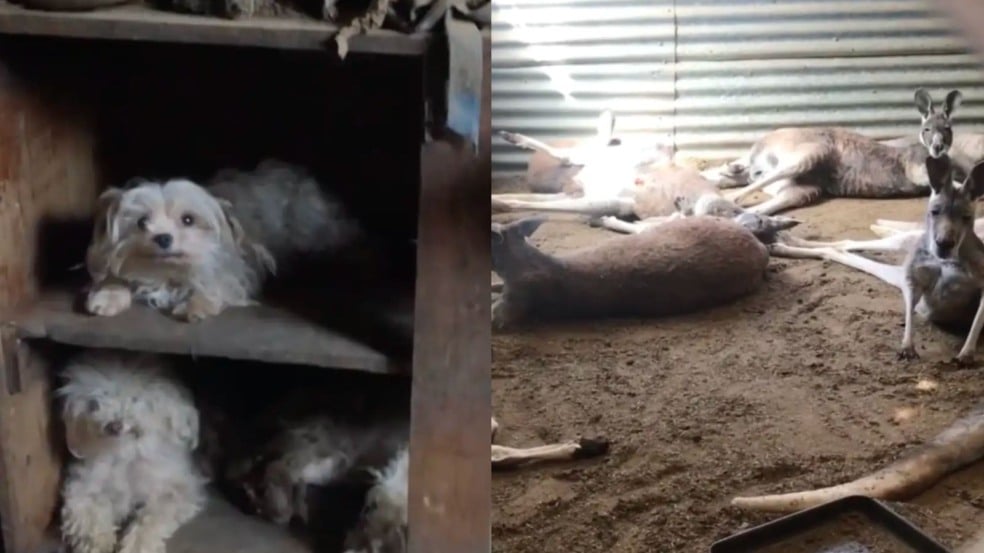 Cachorros e cangurus