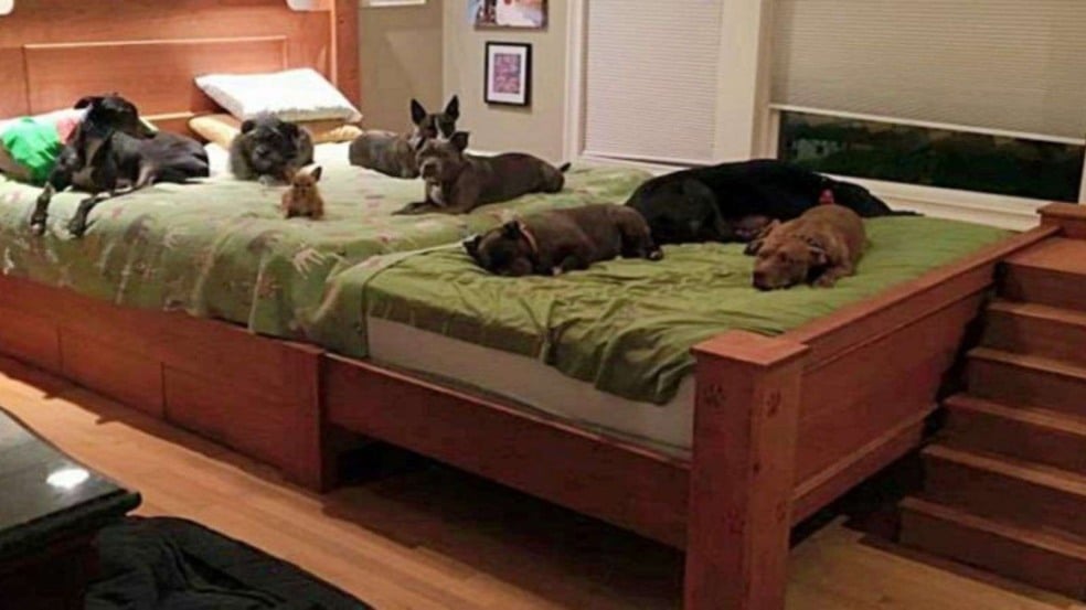 (Foto: Reprodução/portalamigocao)