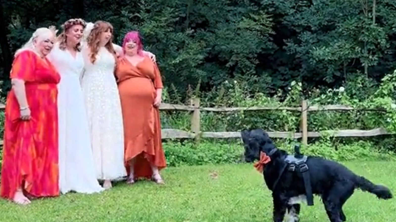 Cachorro fica responsável por gravar casamento de tutoras