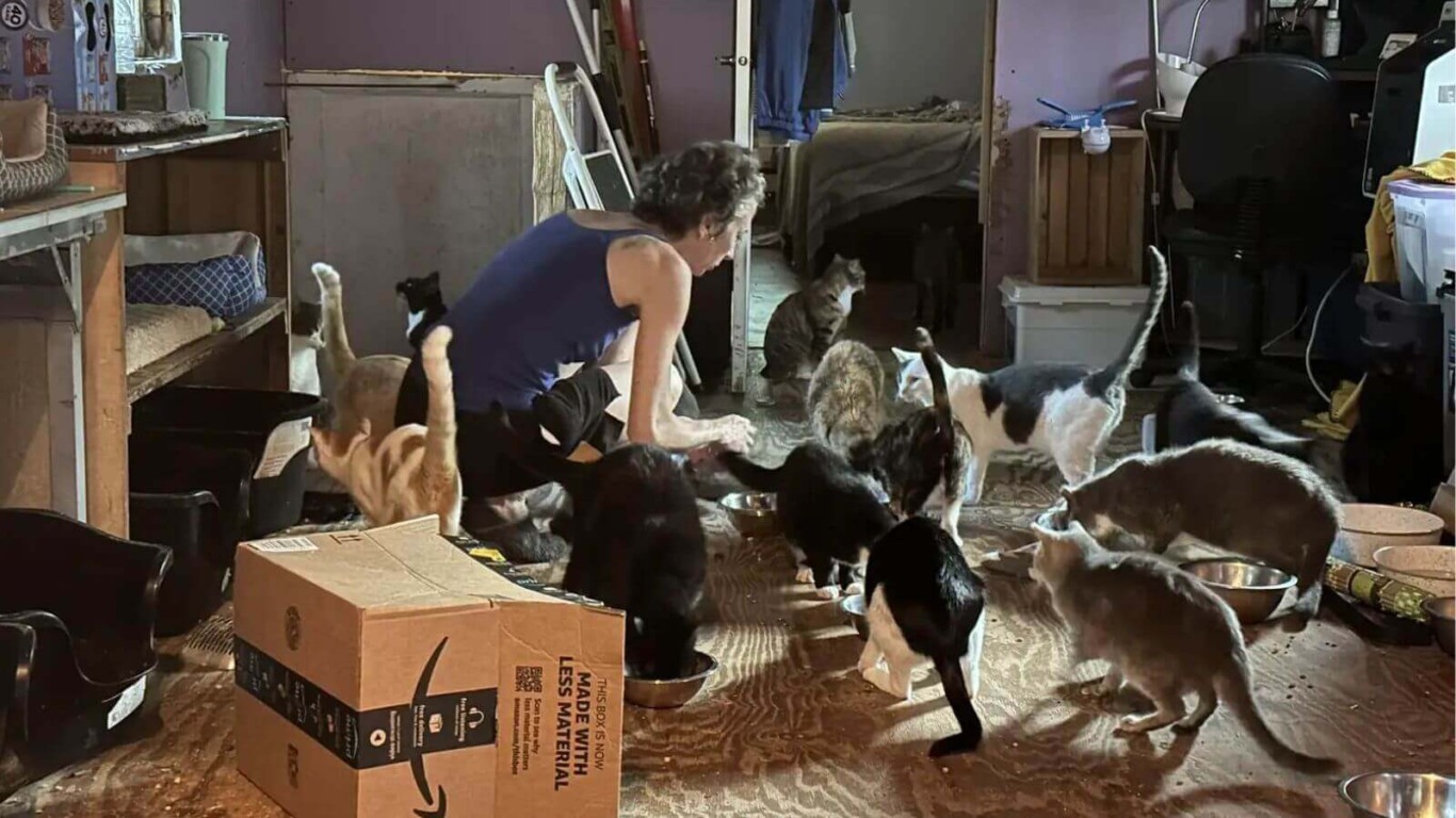 Casal cria santuário onde viajantes podem acampar com centenas de gatos