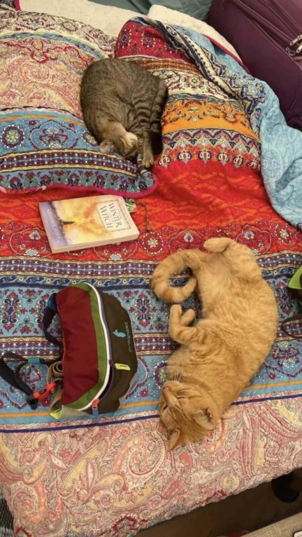 Casal cria santuário onde viajantes podem acampar com centenas de gatos