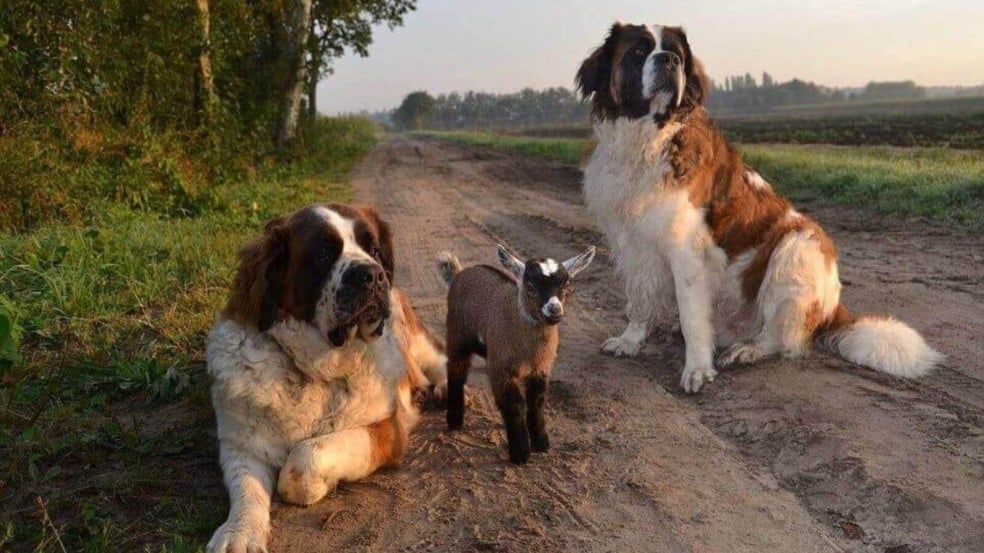 Cachorros São Bernardo com bode
