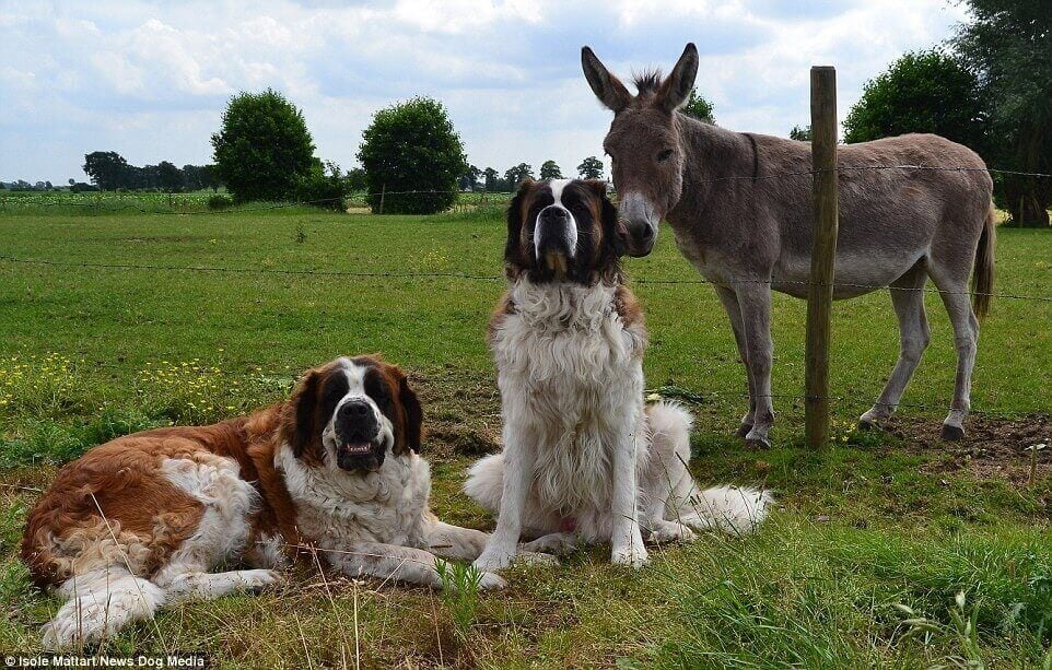 Cachorros São Bernardo com burro