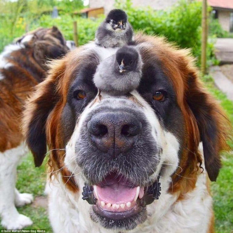 Cachorros São Bernardo com pintinhos